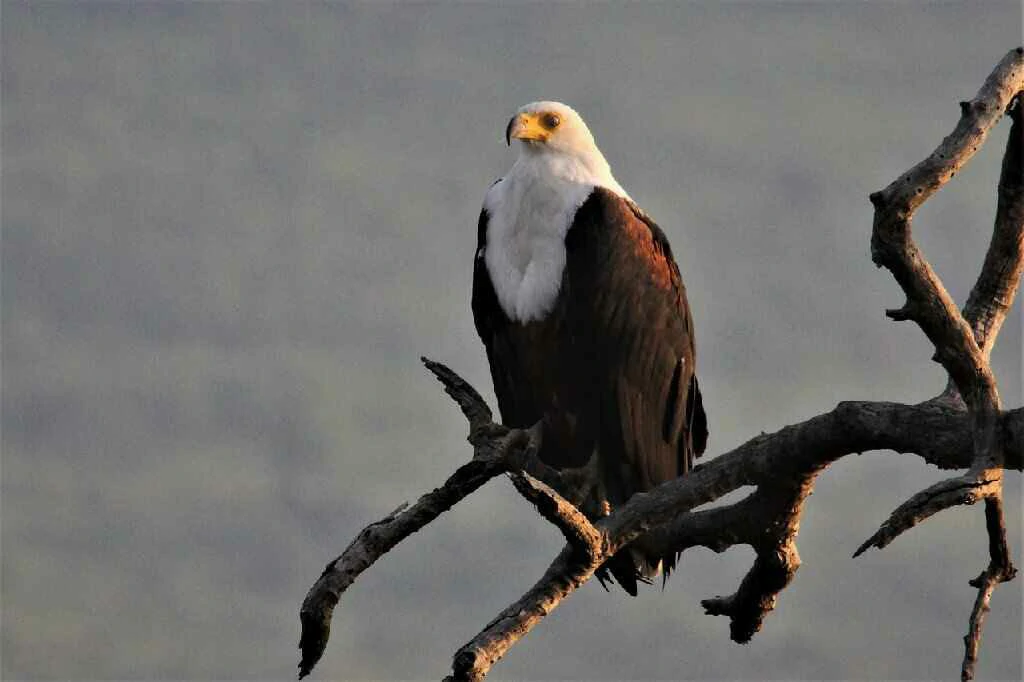 African Fish Eagle